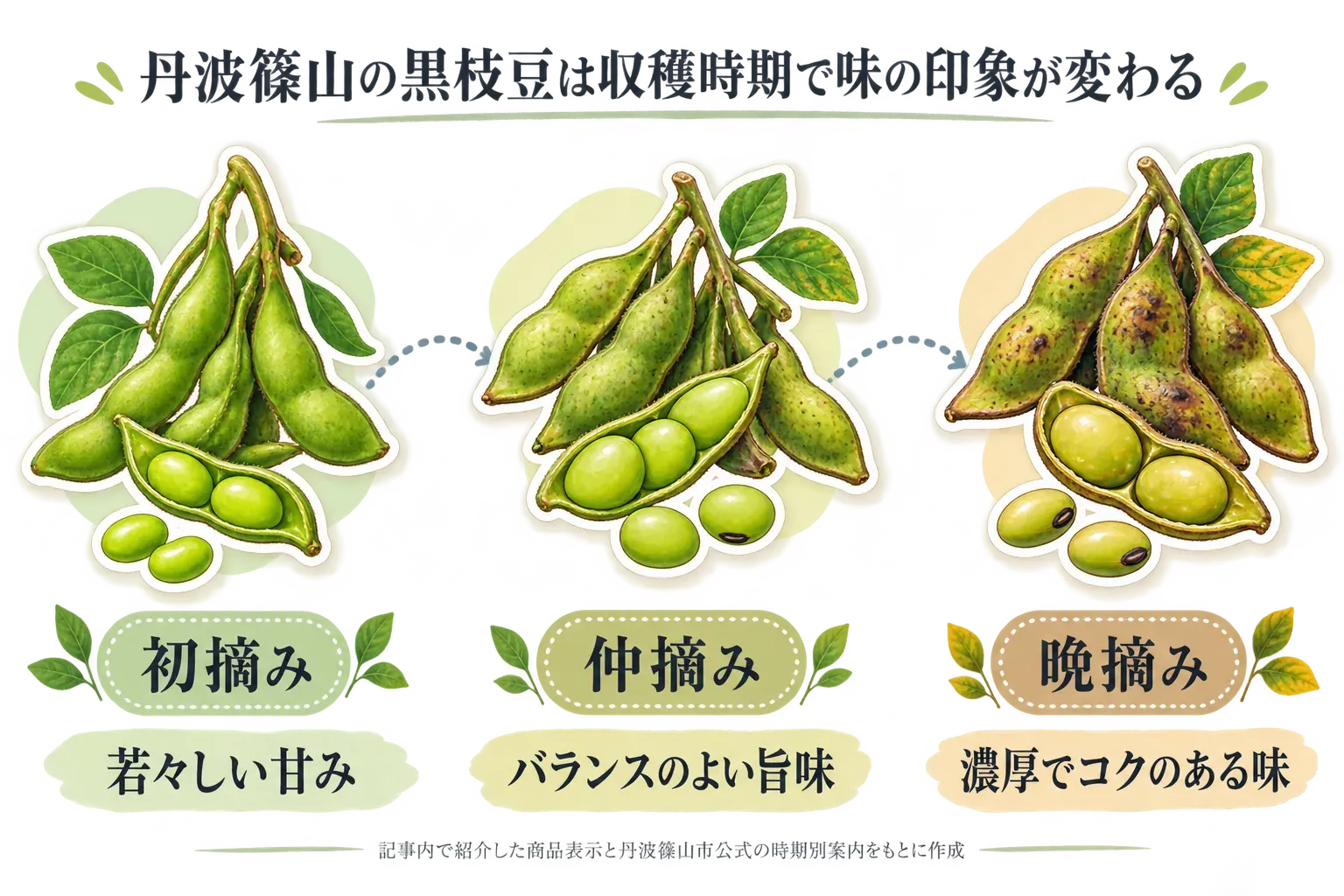 丹波篠山の黒枝豆は収穫時期で味の印象が変わることを示す図。初摘みは若々しい甘み、仲摘みはバランスのよい旨味、晩摘みは濃厚でコクのある味として、さやと豆のイラストで比較する。記事内で紹介した商品表示と丹波篠山市公式の時期別案内をもとに作成。